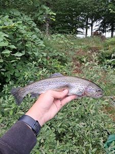 Rainbow Trout