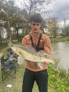 Zander