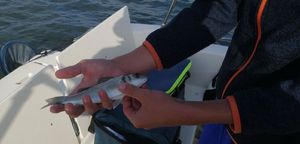 European Bass (Seabass)