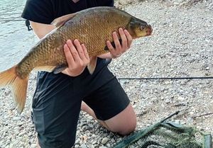 Common Bream