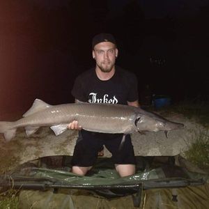 Sturgeon