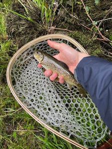 Atlantic Salmon (Juvenile)
