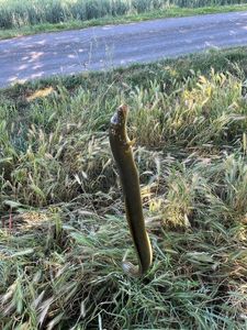 European Eel (Common Eel)