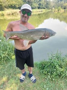 Grass Carp