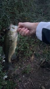 Largemouth Bass