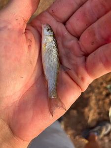 Common Dace