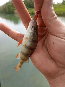 European Perch