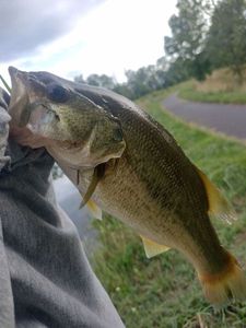 Largemouth Bass
