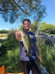 Largemouth Bass