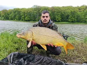 Common Carp