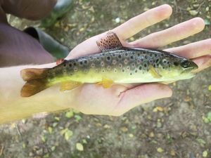 Brown Trout