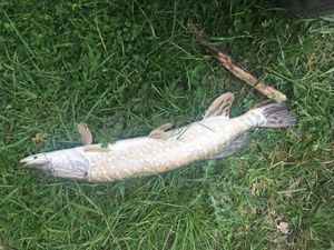 Northern Pike