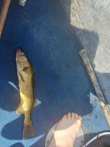 Walleye