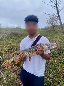 Northern Pike