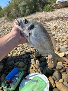 Gilthead Seabream