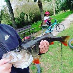 European Perch