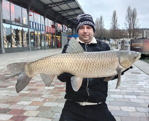 Grass Carp