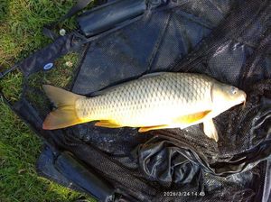Common Carp