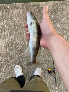 Zander