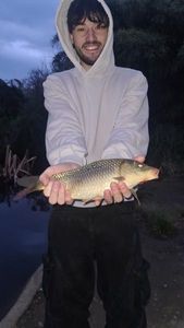 Common Carp