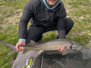 Sturgeon