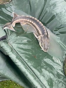 Sturgeon