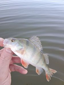 European Perch