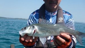 European Bass (Seabass)