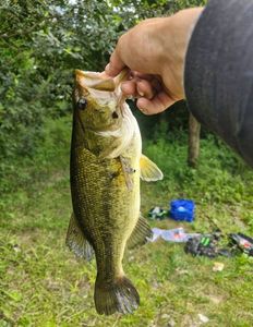 Largemouth Bass