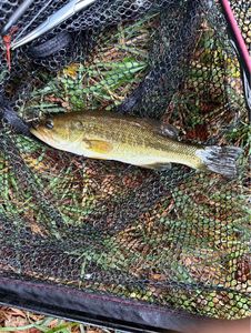 Smallmouth Bass