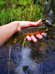 Brown Trout