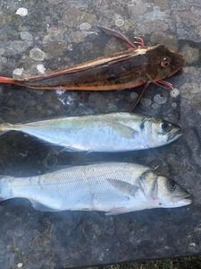 Cape Horse Mackerel