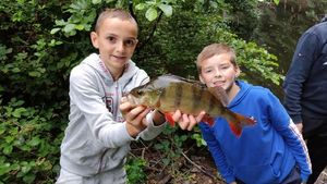 European Perch