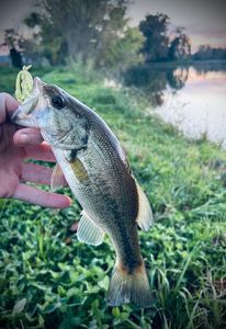 Largemouth Bass