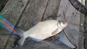 Common Bream