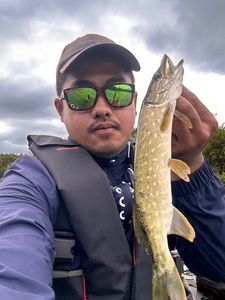 Northern Pike