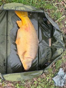Leather Carp