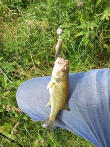 Smallmouth Bass