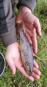 Brown Trout