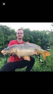 Common Carp