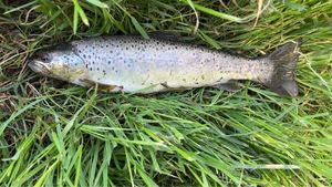 Brown Trout