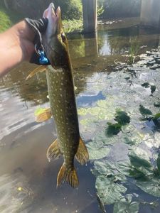 Northern Pike