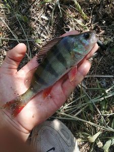 European Perch