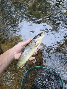 Brown Trout
