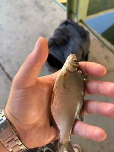 Common Bream