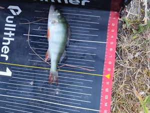 European Perch