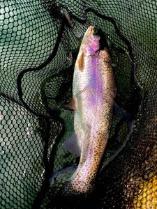 Rainbow Trout