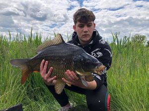 Common Carp