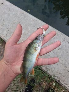 European Perch