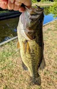 Largemouth Bass